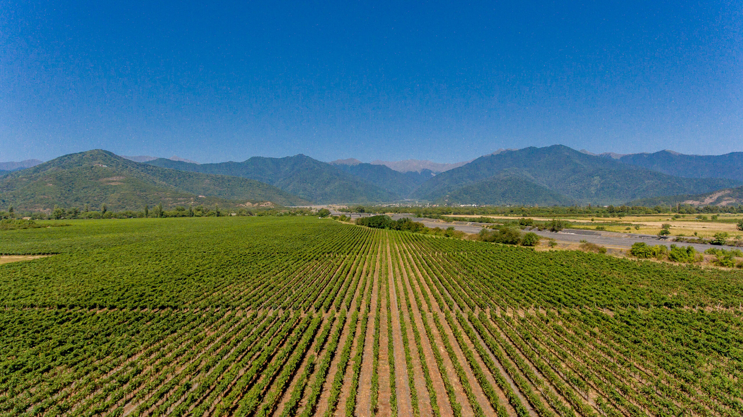 OUR VINEYARDS